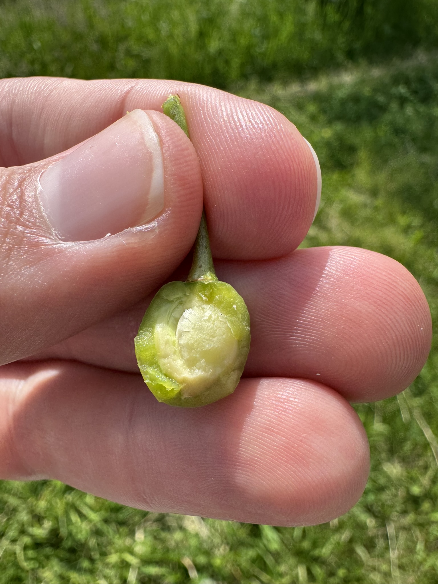 An unripe cherry fruit cut open to reveal a hard pit inside.