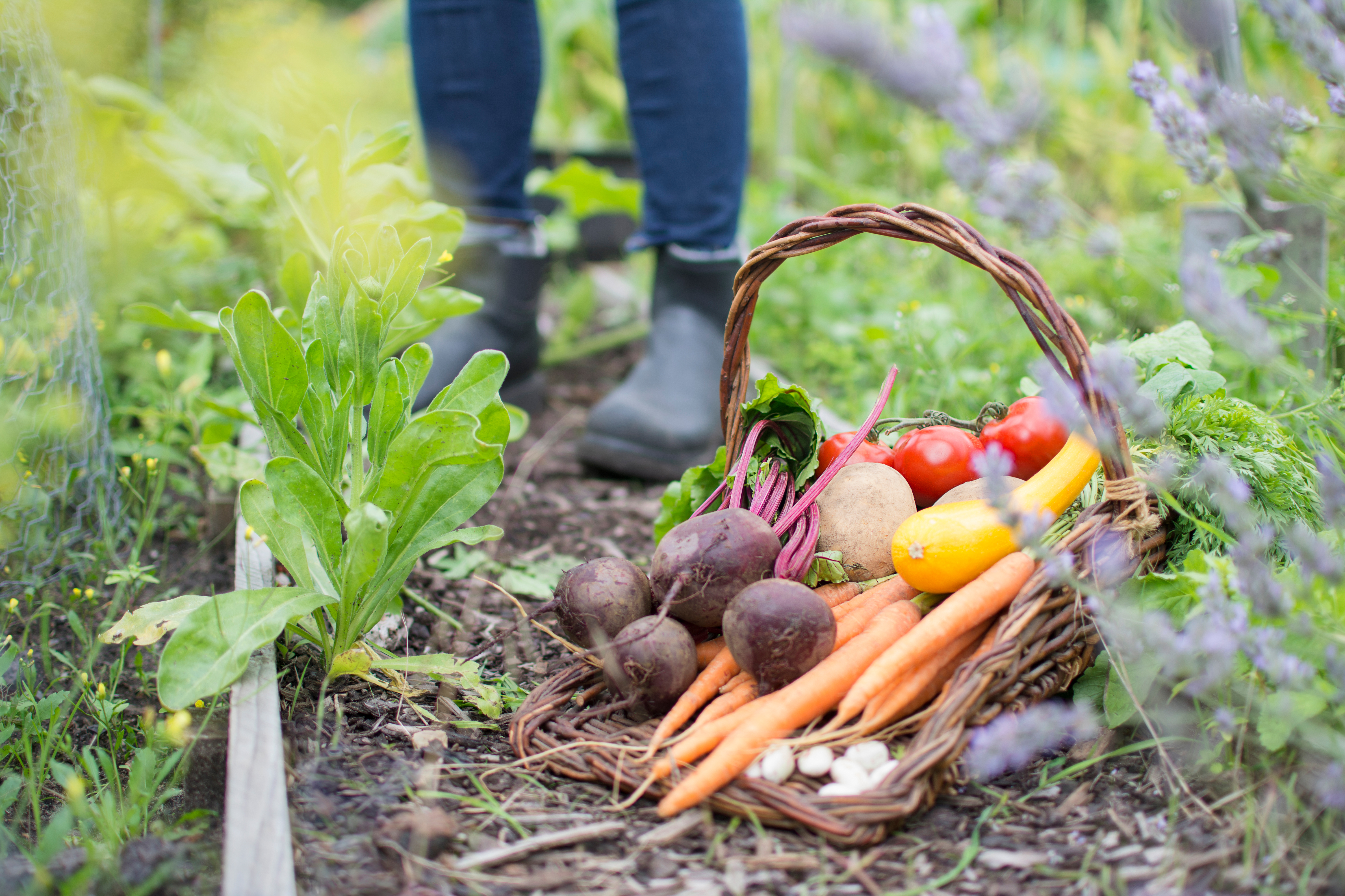 Basket of harvested vegetables on on the ground in a garden, with a person's boots and legs visible in the background.