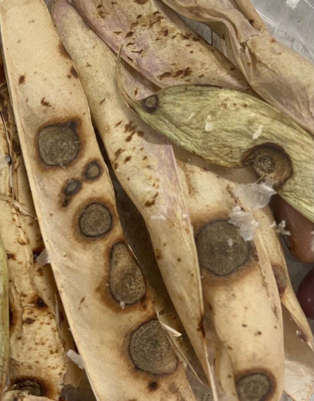 Eyespots on infected pods.