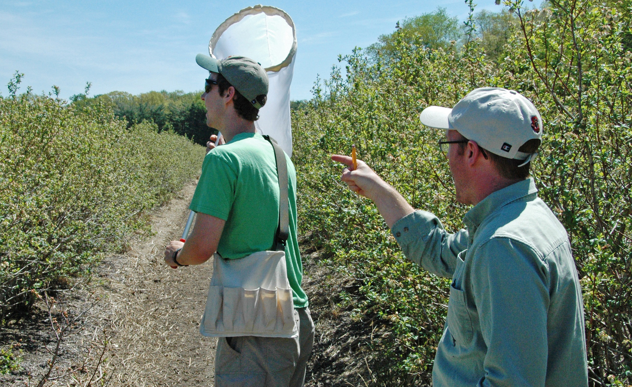 Entomologists collect bees in field