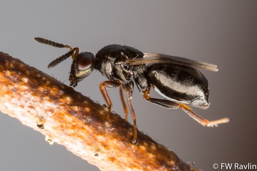 Close uo of adult blueberry stem gall wasp