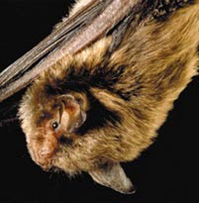 bat2