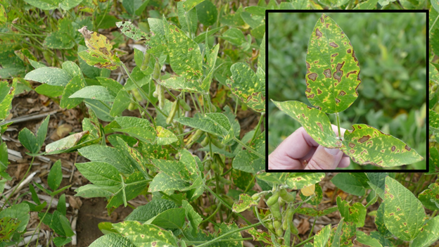 Interveinal chlorosis on soybeans