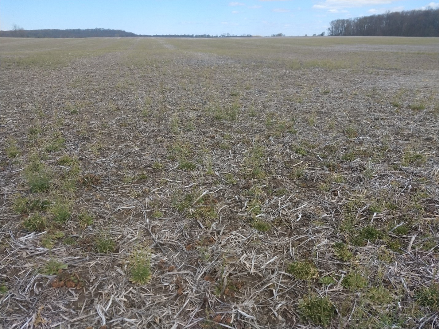 Field with burndown application.