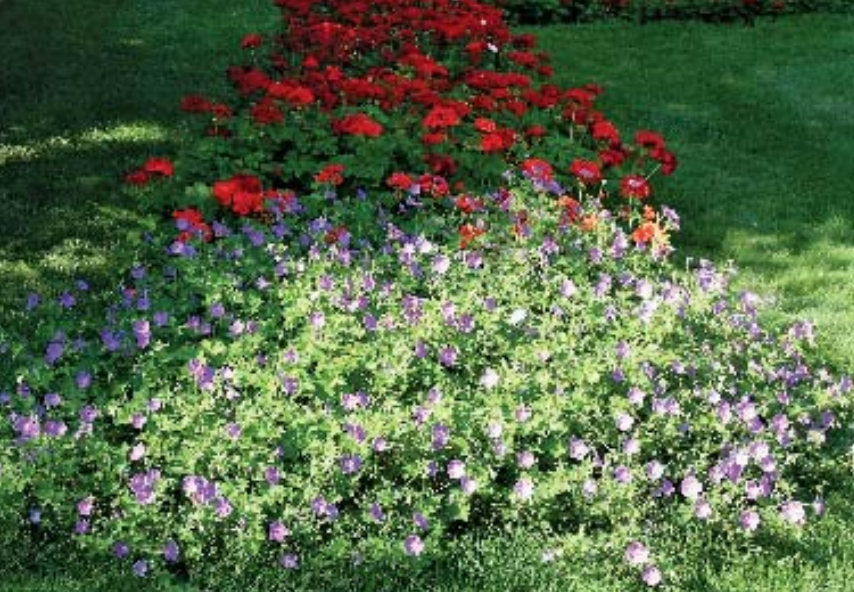 Production tips for top performers: Geranium 'Rozanne' - Floriculture ...