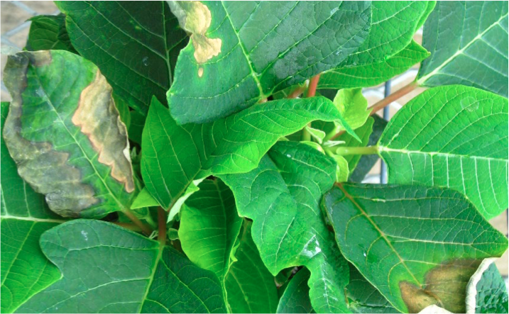 Curled leaves with brown spots.