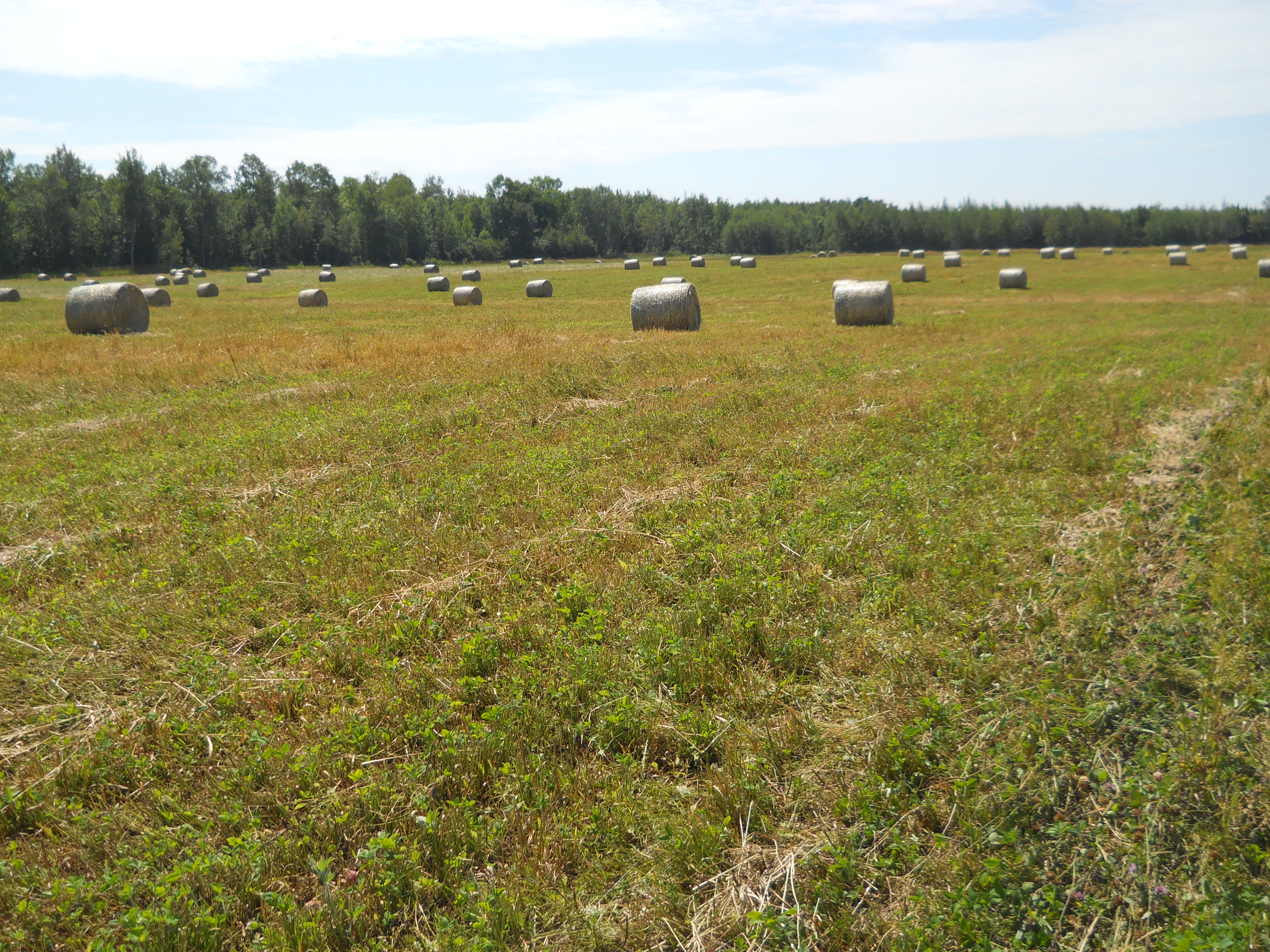 Getting the most from your single-cut hay system - Forages
