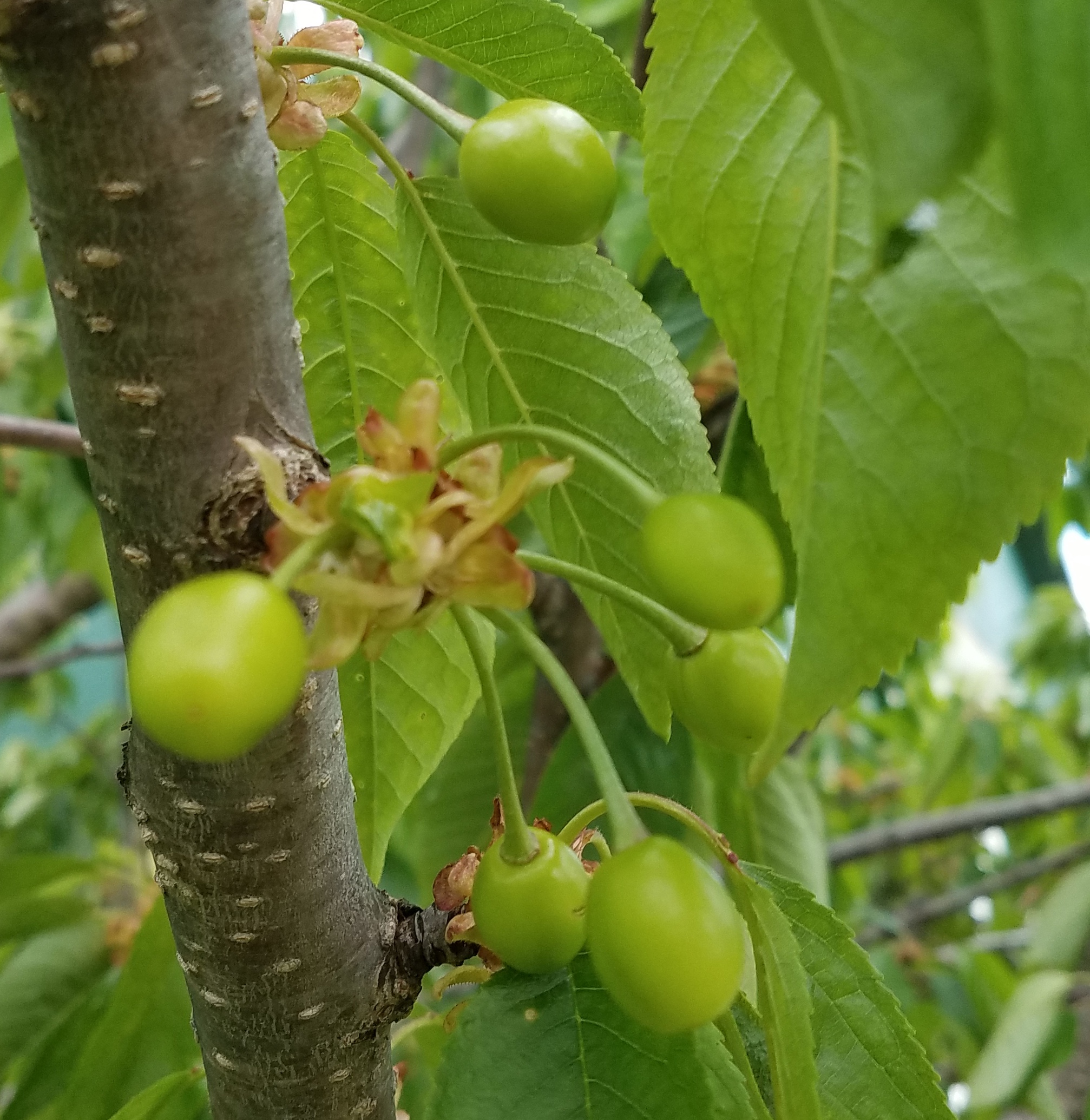 Sweet cherries