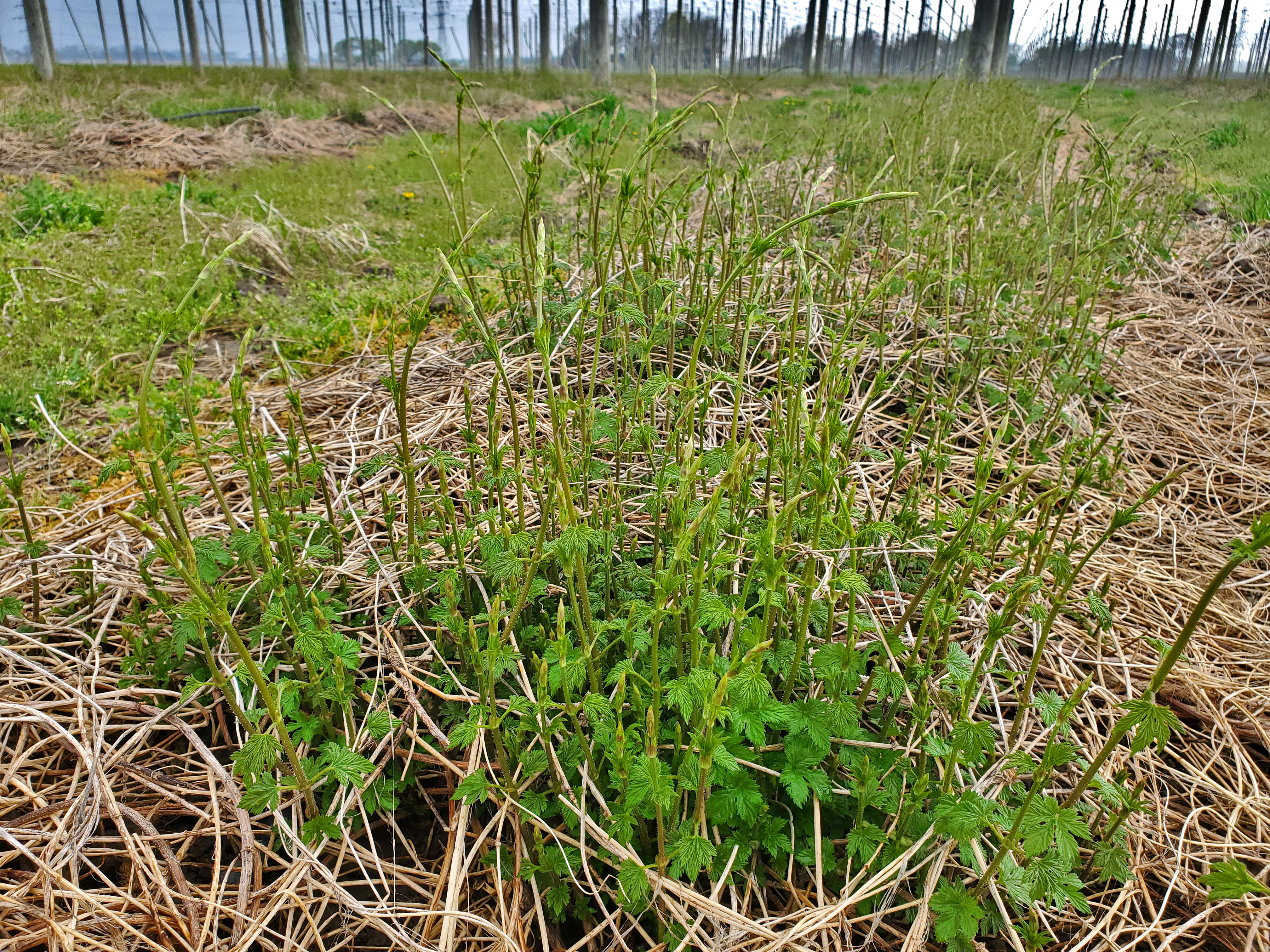 Pruned hop field.