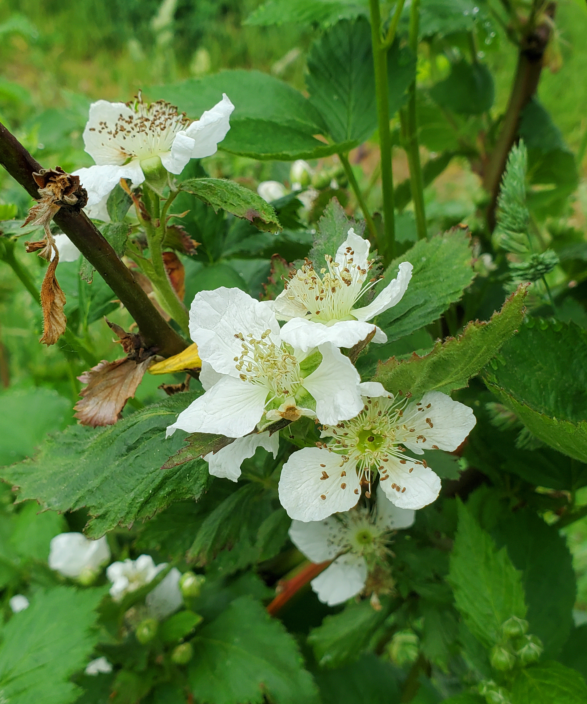 Brambles starting to bloom.