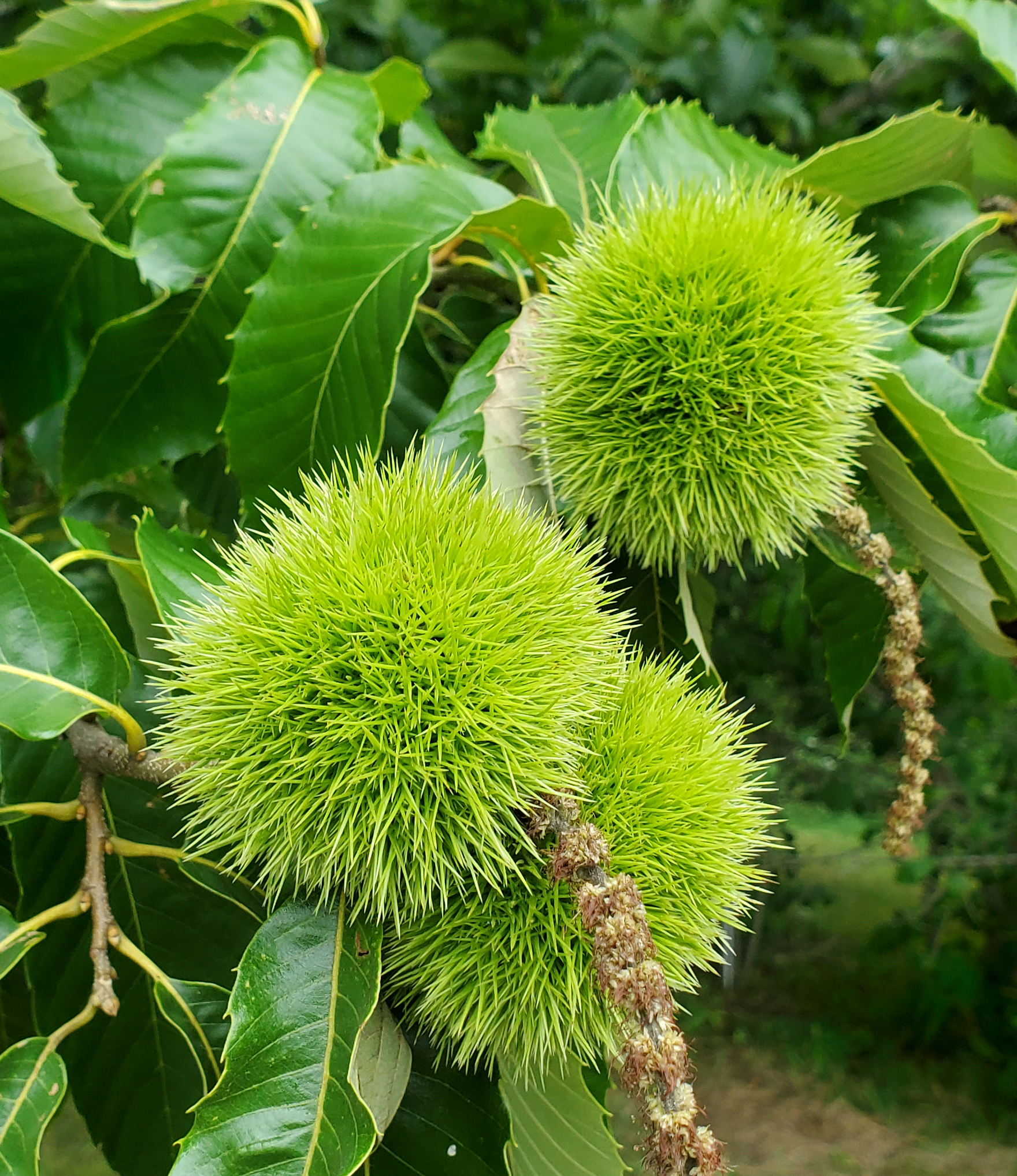 Chestnut bur.