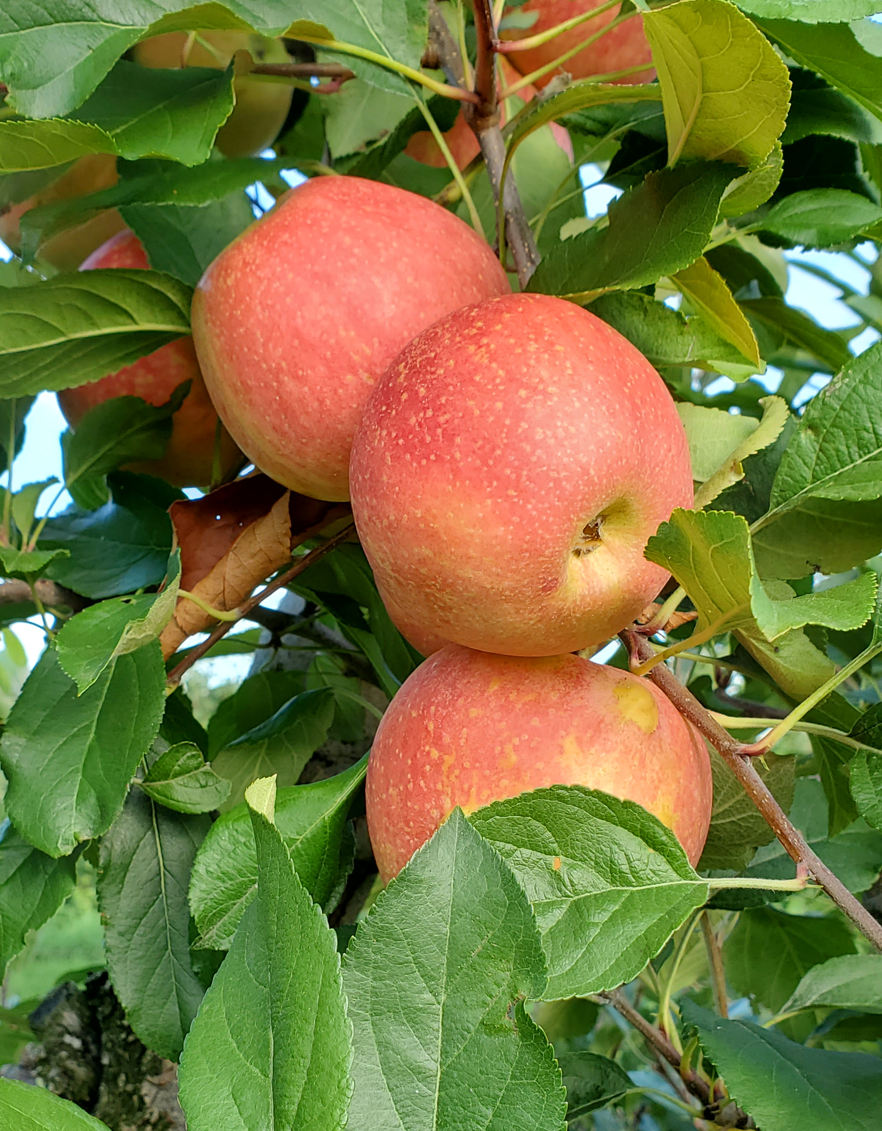 Red apples hanging from a tree.