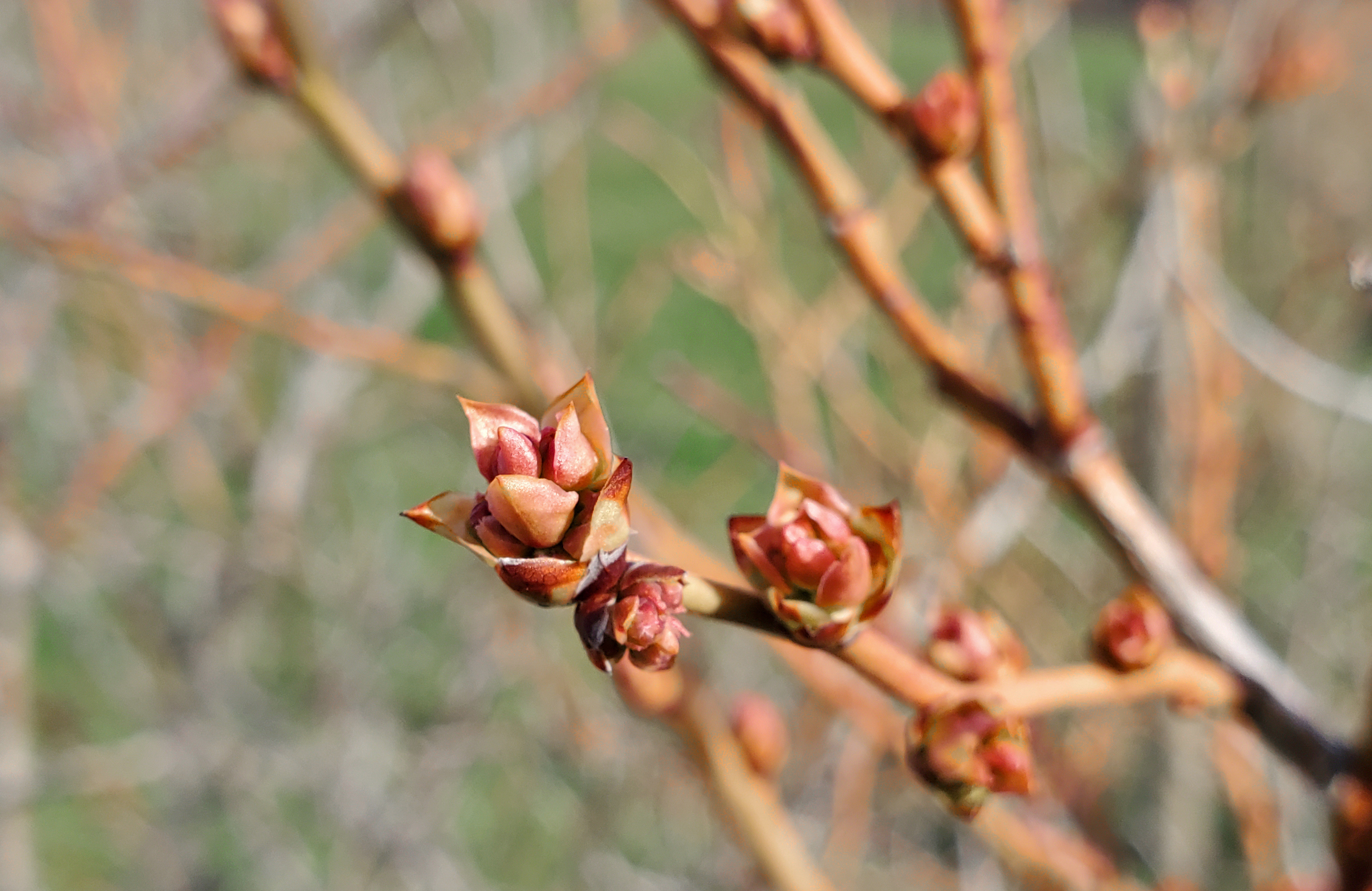 Blueberry buds are blooming.