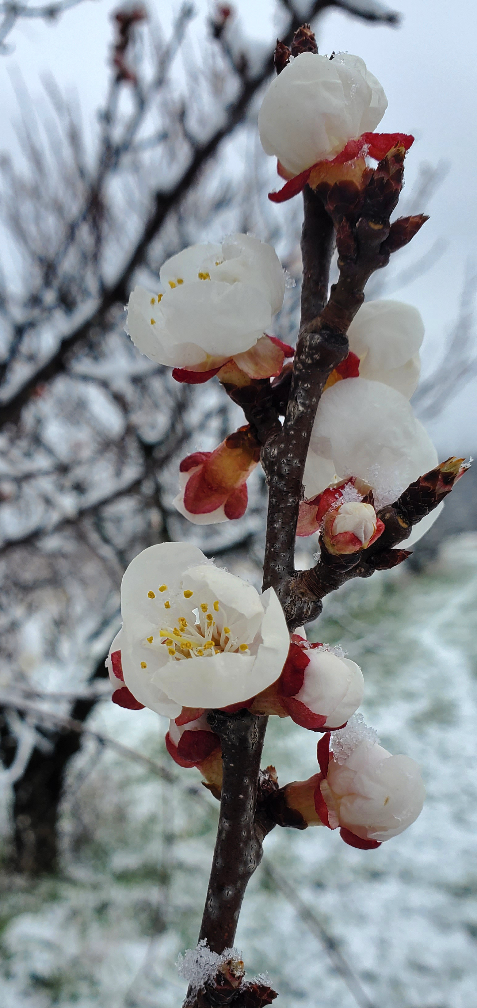 Apricots blooming