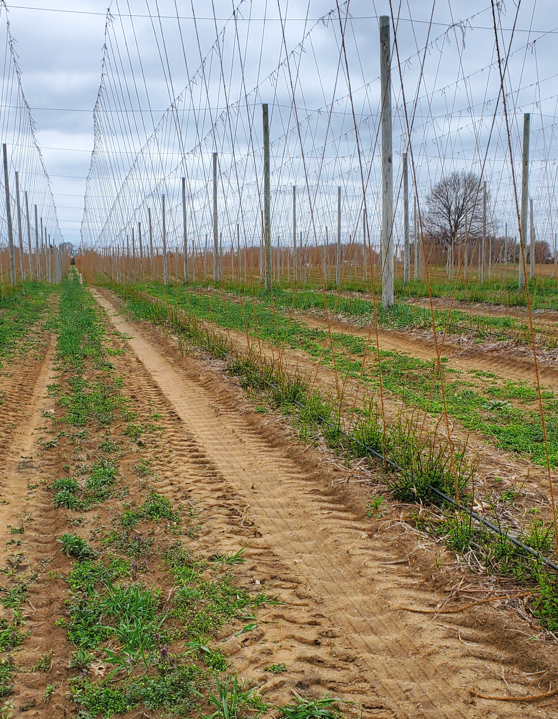 Hops growing.