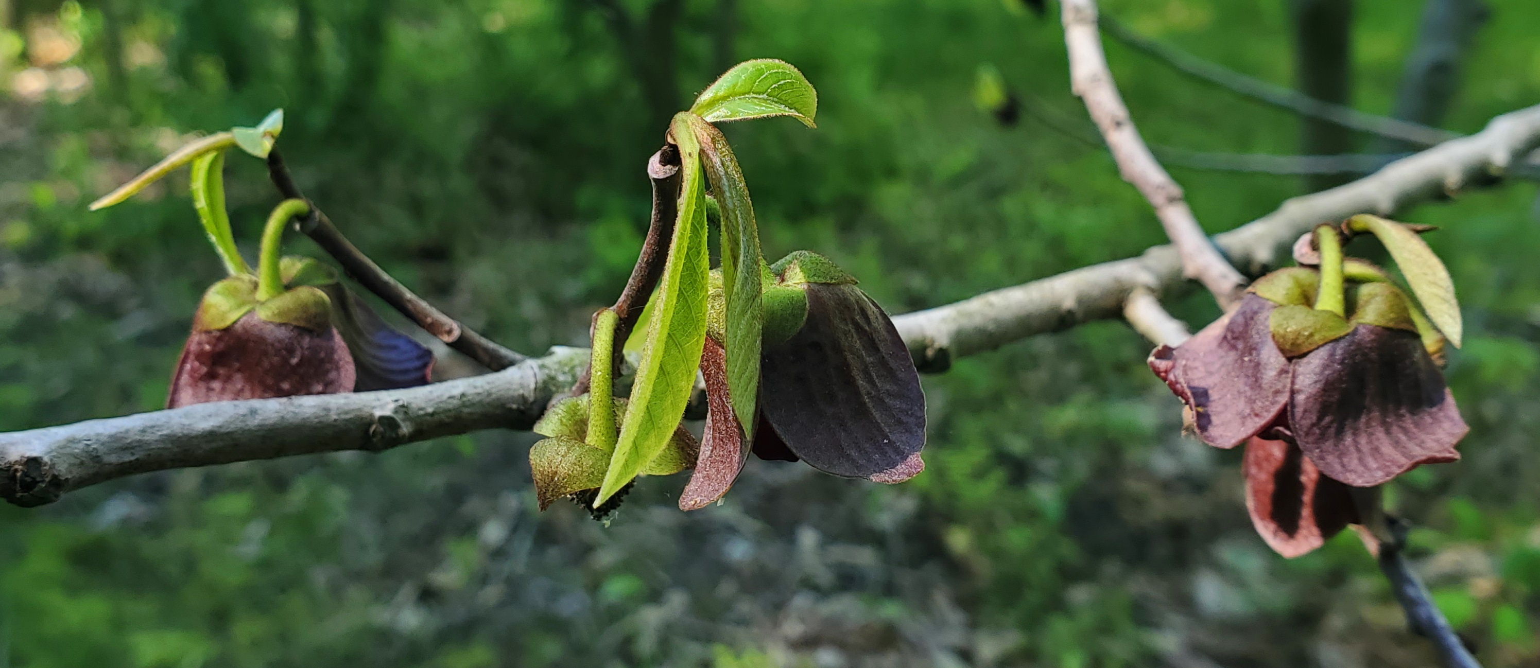 Paw paws blooming.