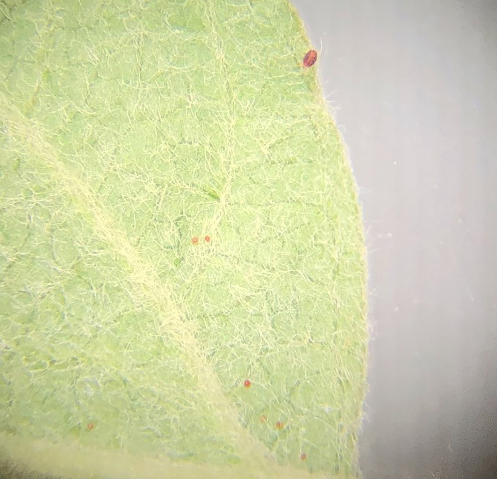 European red mite adult and red spherical eggs 