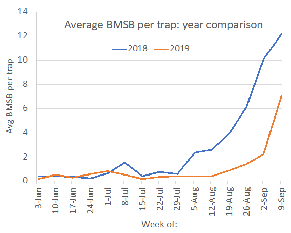 BMSB graph