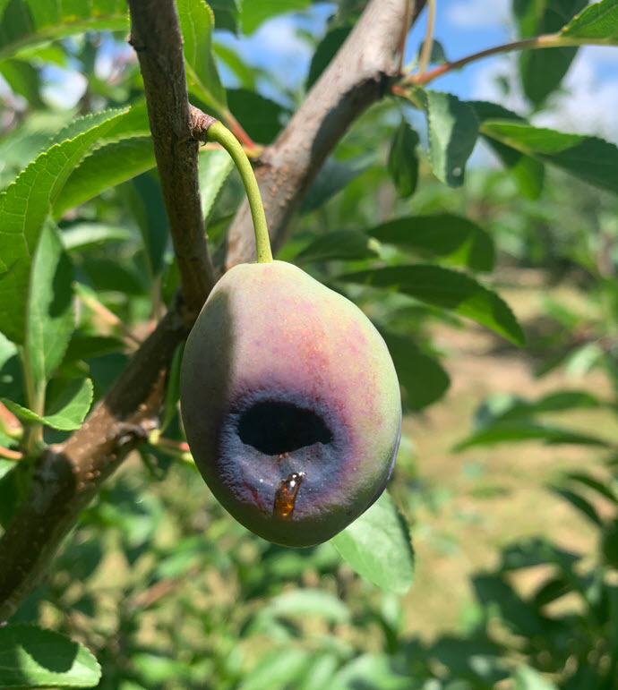 Plum with sunburn.