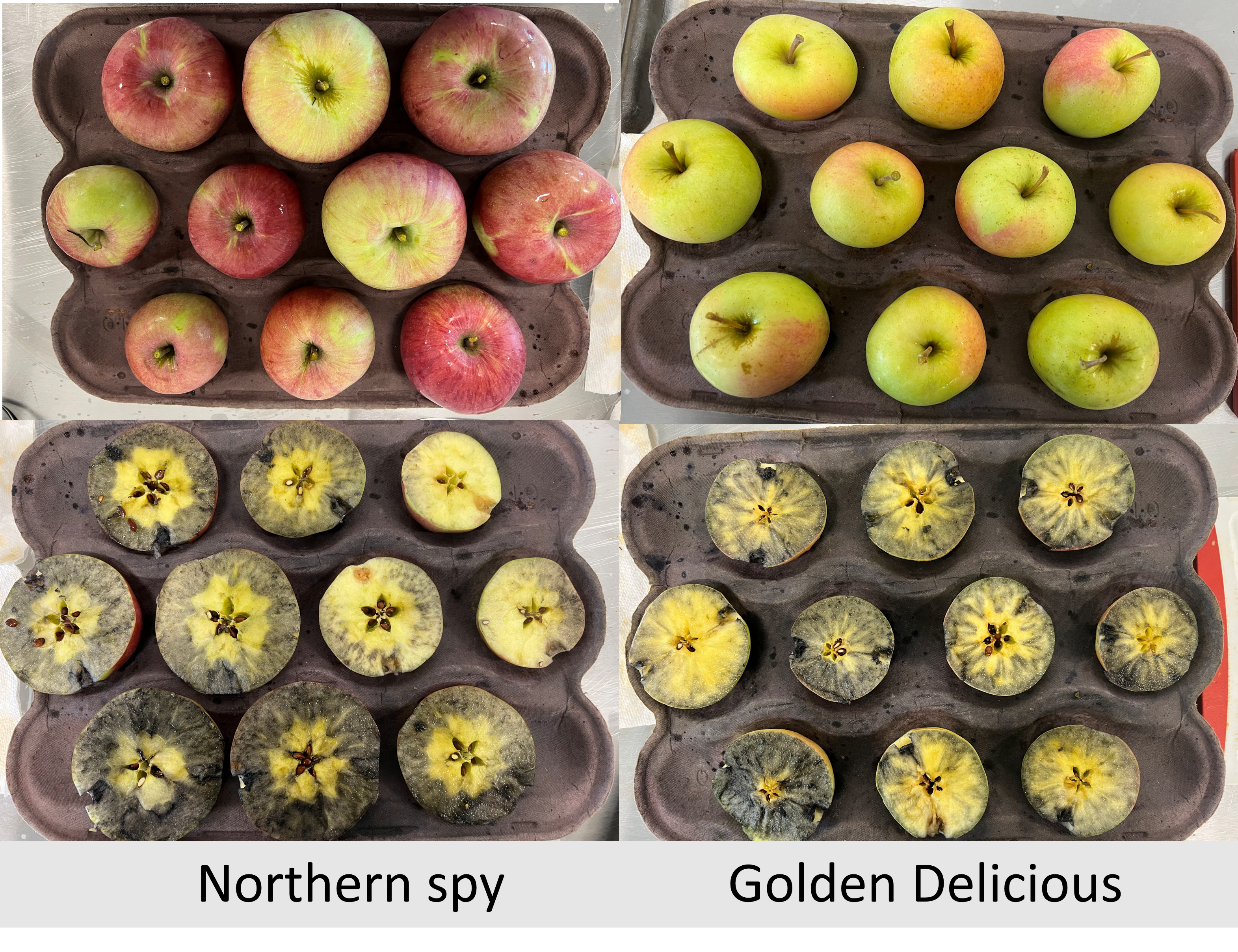 Fig2AppleStaining_10-3-22.jpg