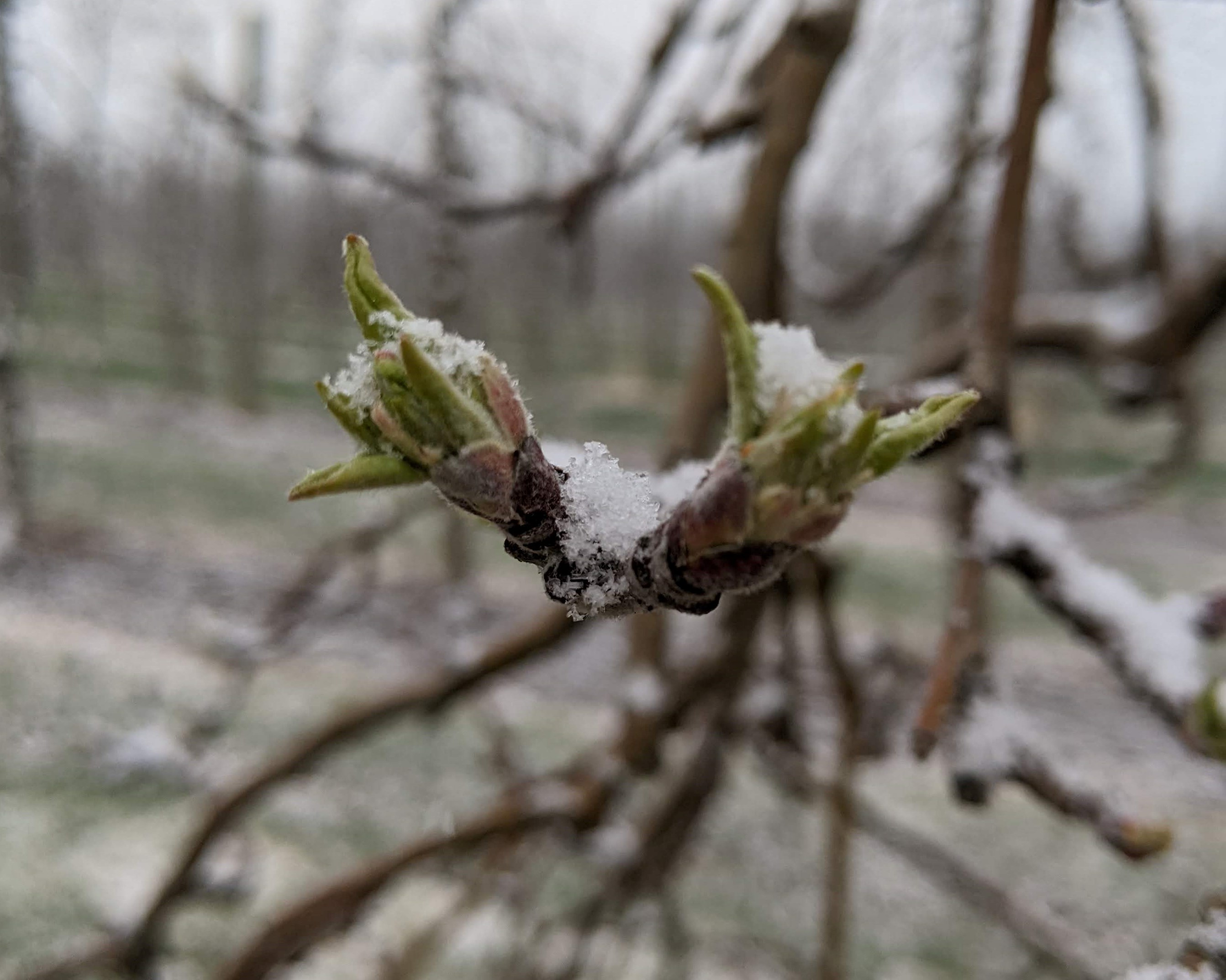 Close up of an apple bud.