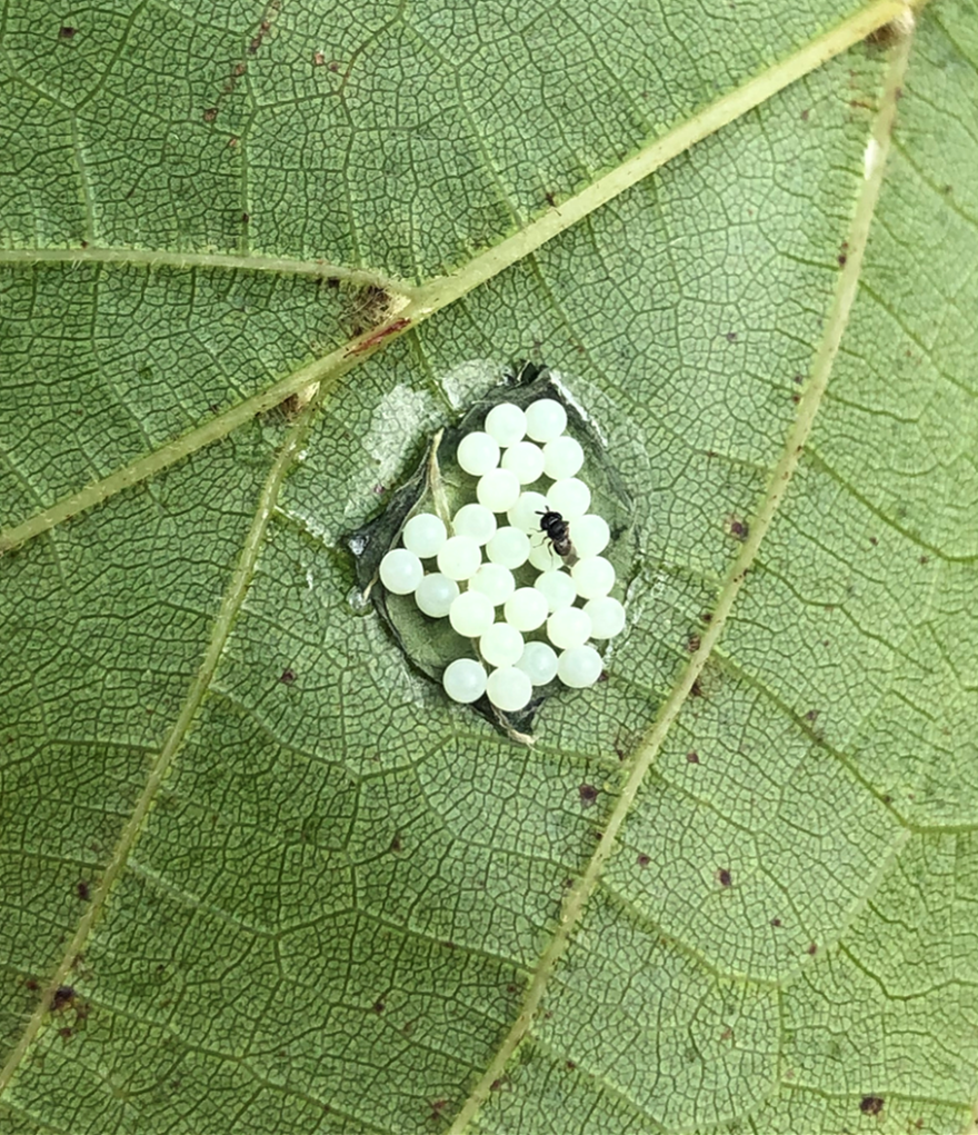 An adult samurai wasp next to a mass of eggs.