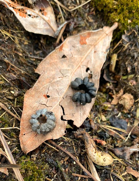 Mummy berries on blueberries