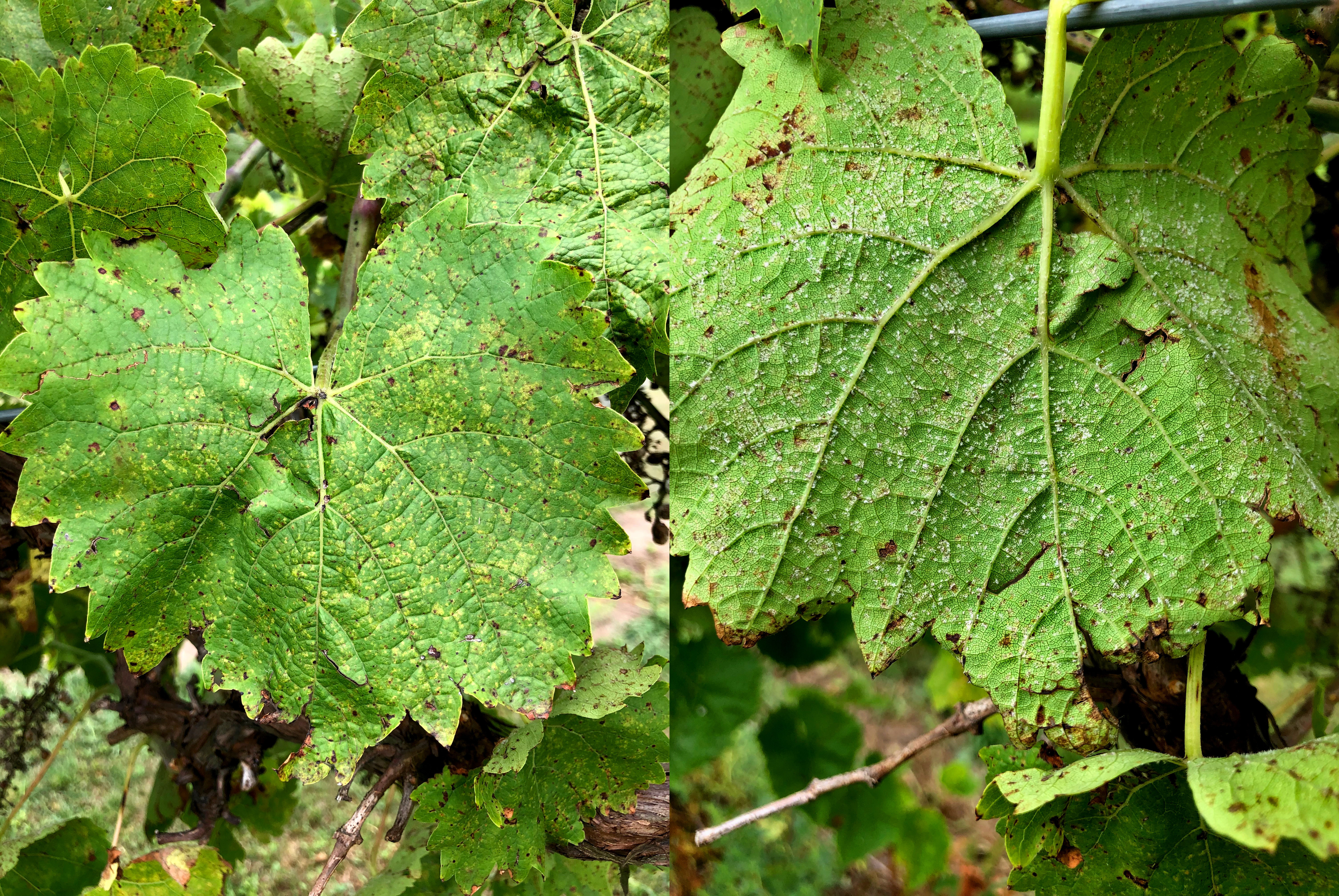 Downy mildew on chancellor