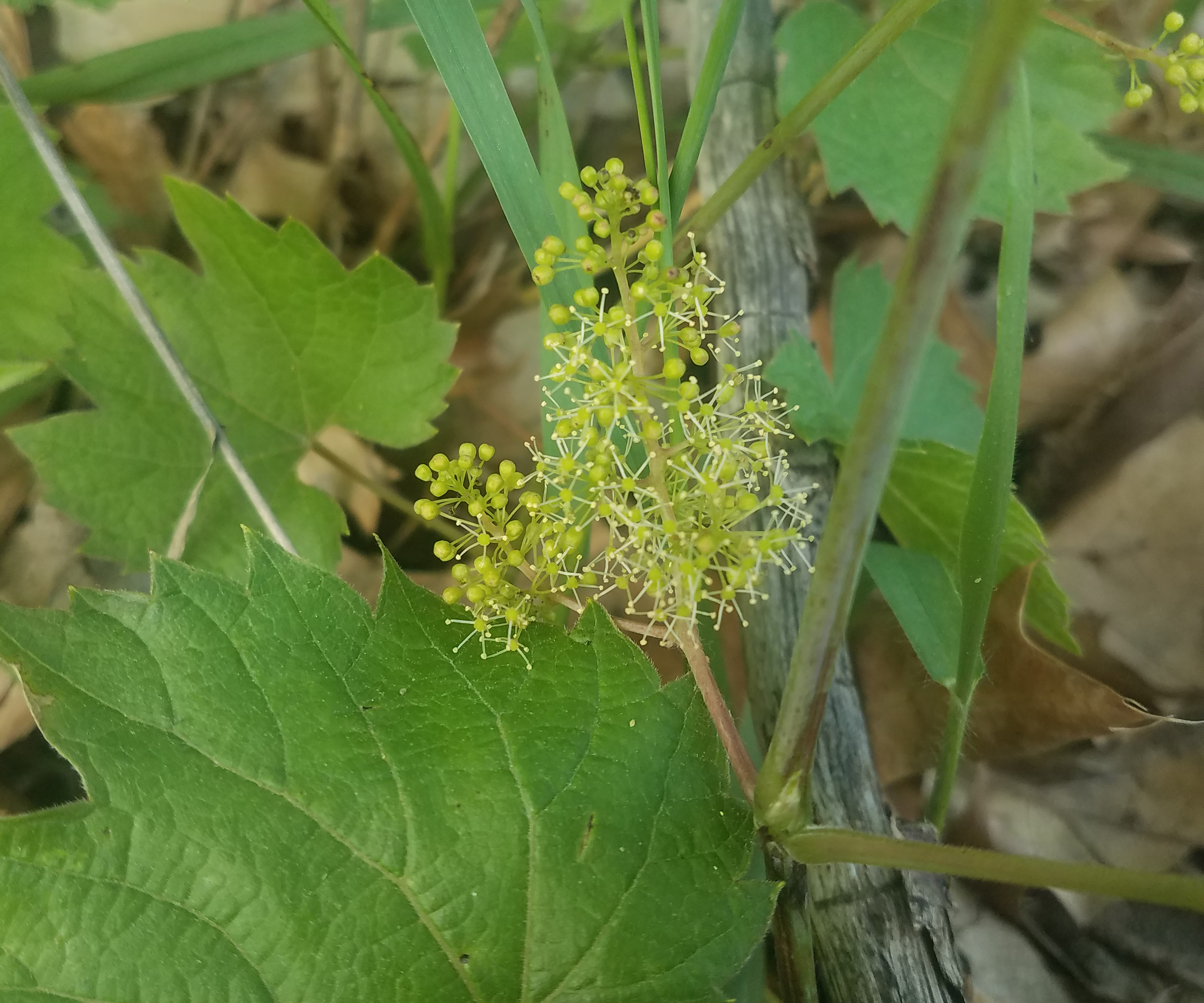 Wild grapes