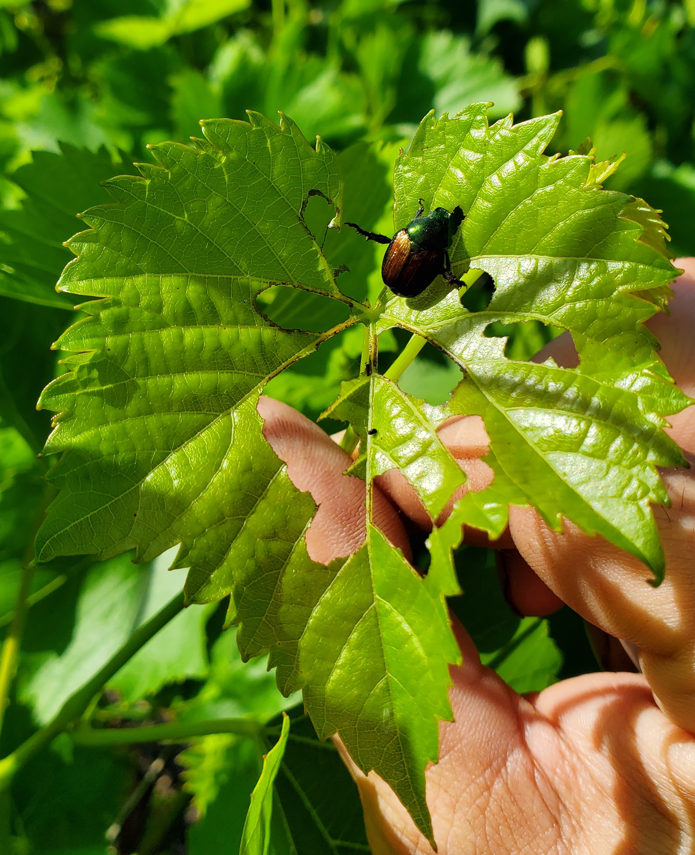 Japanese beetle