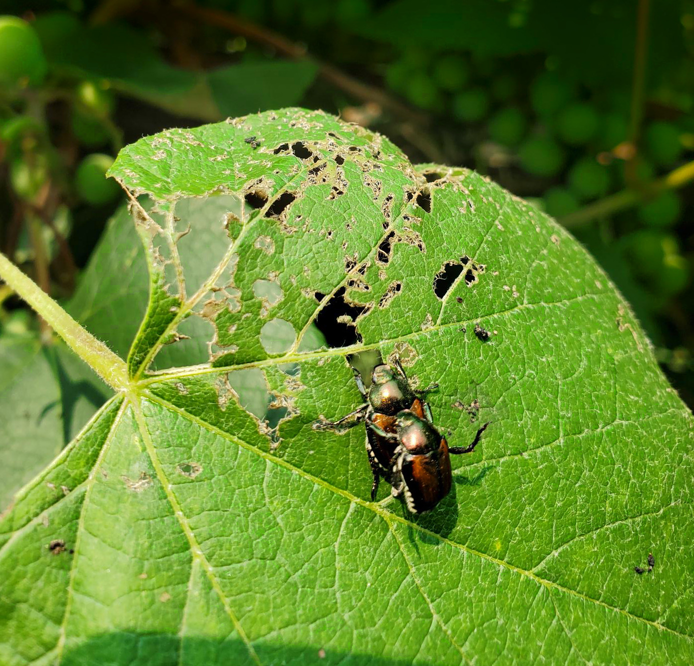 Japanese beetle on leaf.