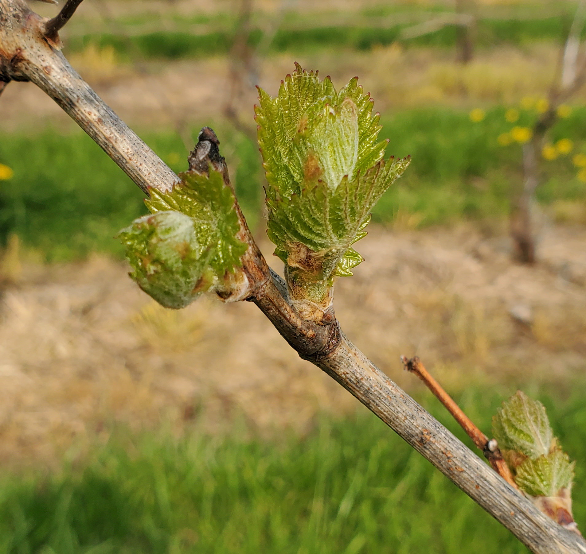 Juice grapes and hybrid wine grapes