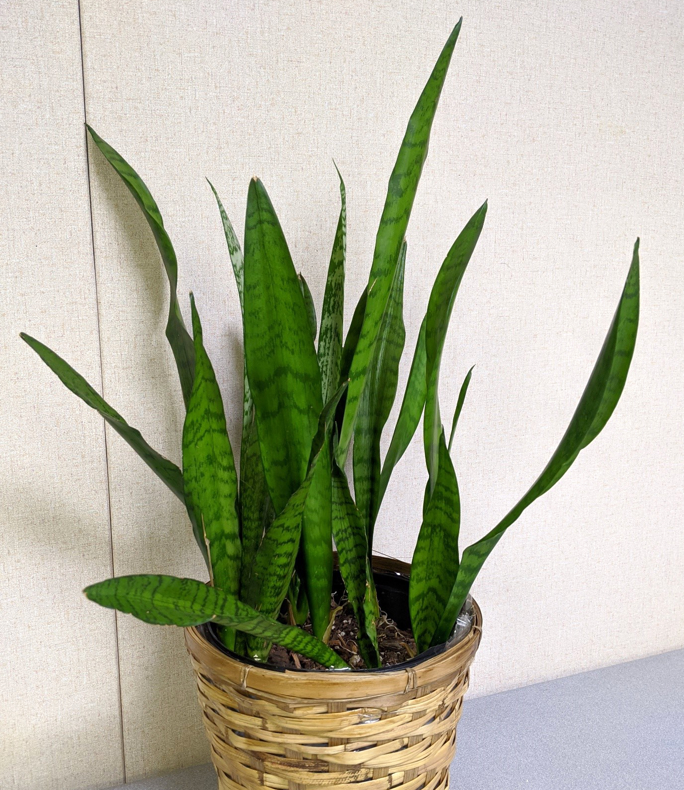 Snake plant