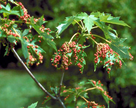 Galls on maple leaves