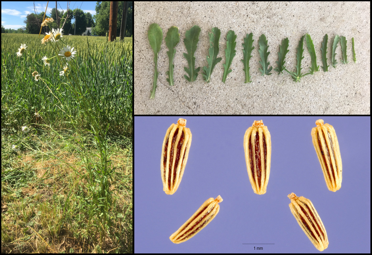 Variation in morphology of leaves.