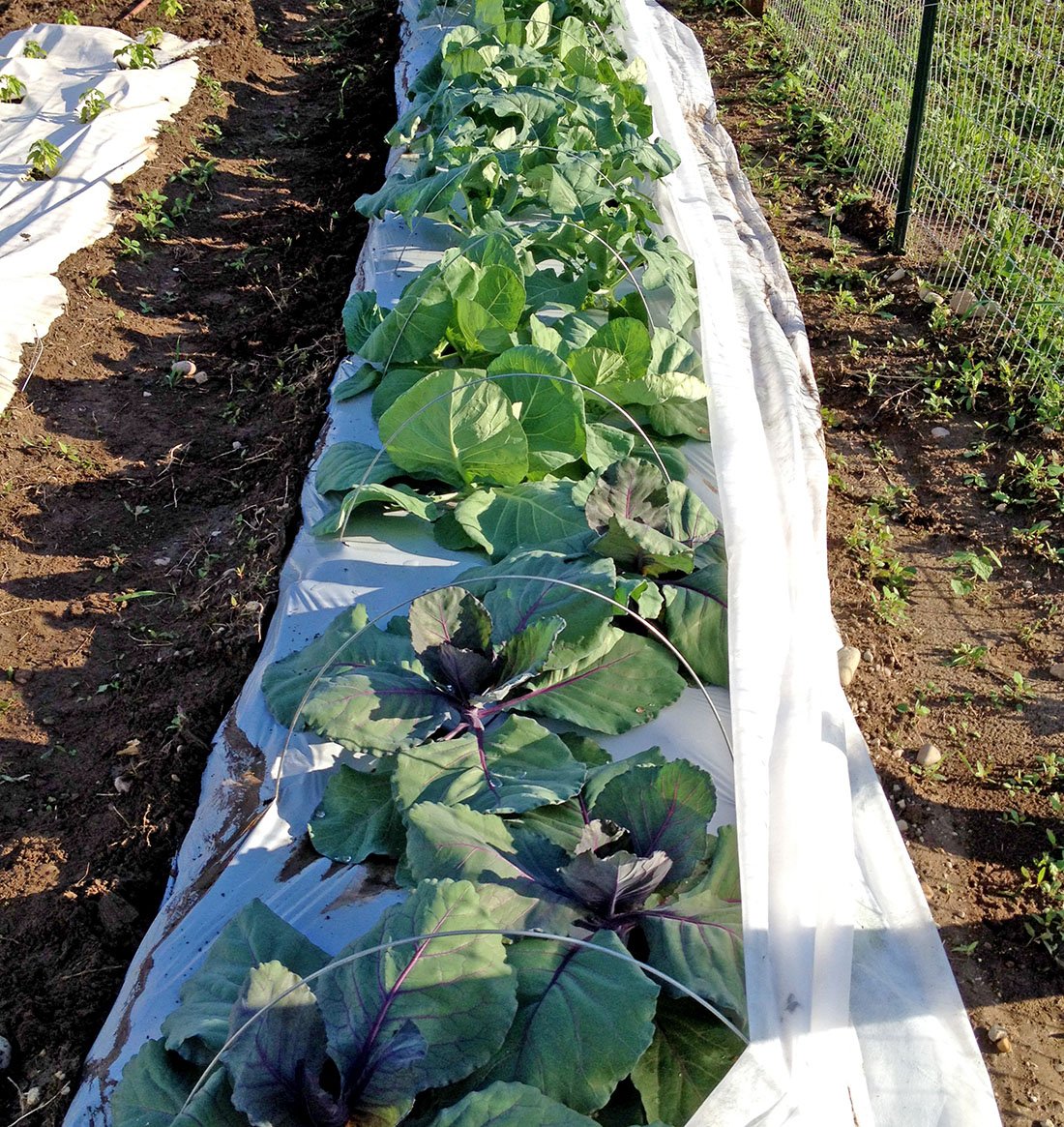 Kohlrabi with a row cover