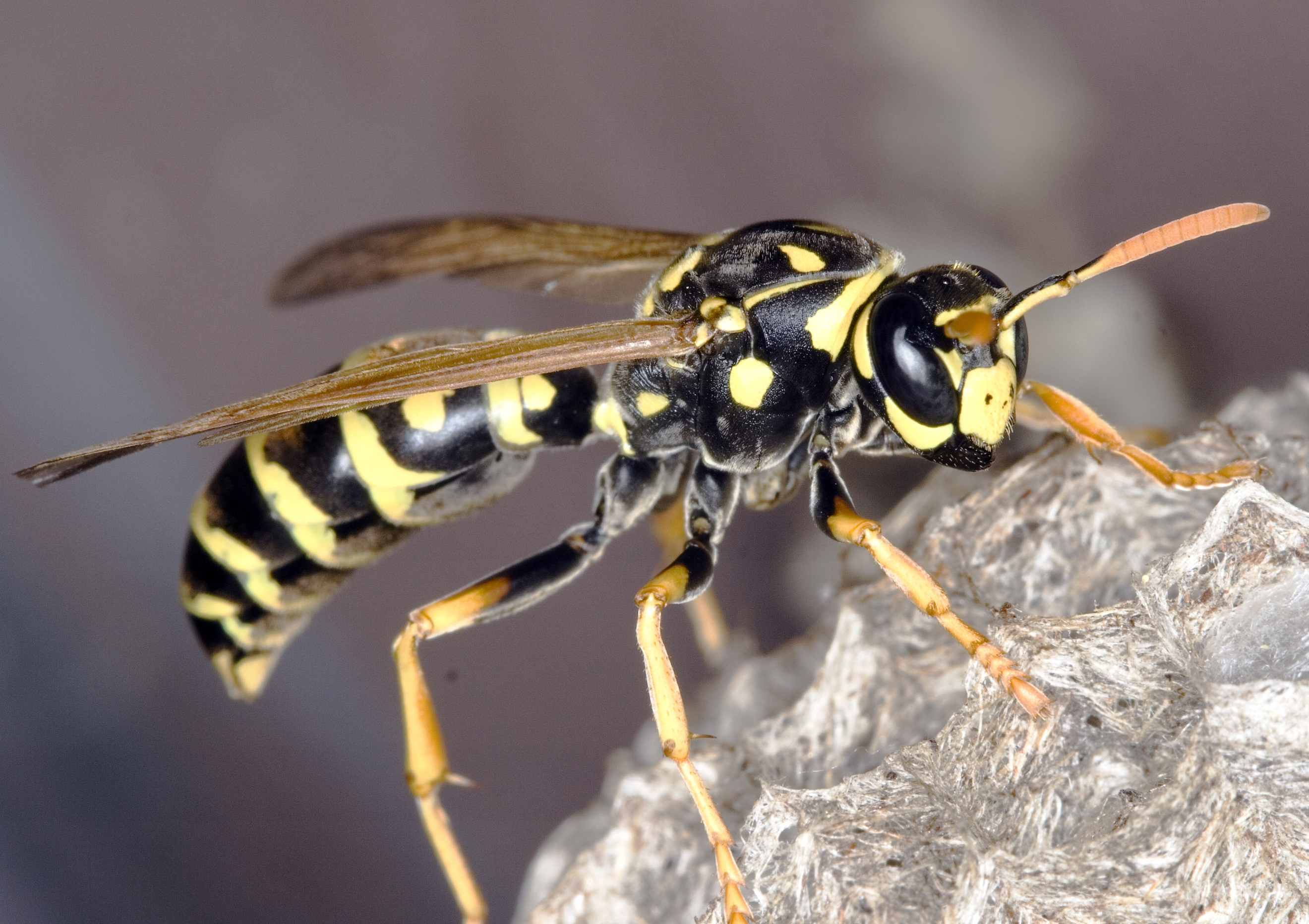 Paper wasp