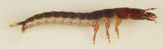 Michigan Digging Insect Michigan insects in the garden - Season 2 Week 4: Scarites - Gardening ...