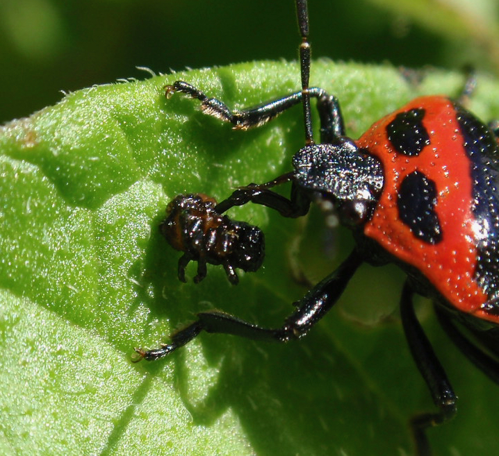 Mouthpart of a predatory stink bug.