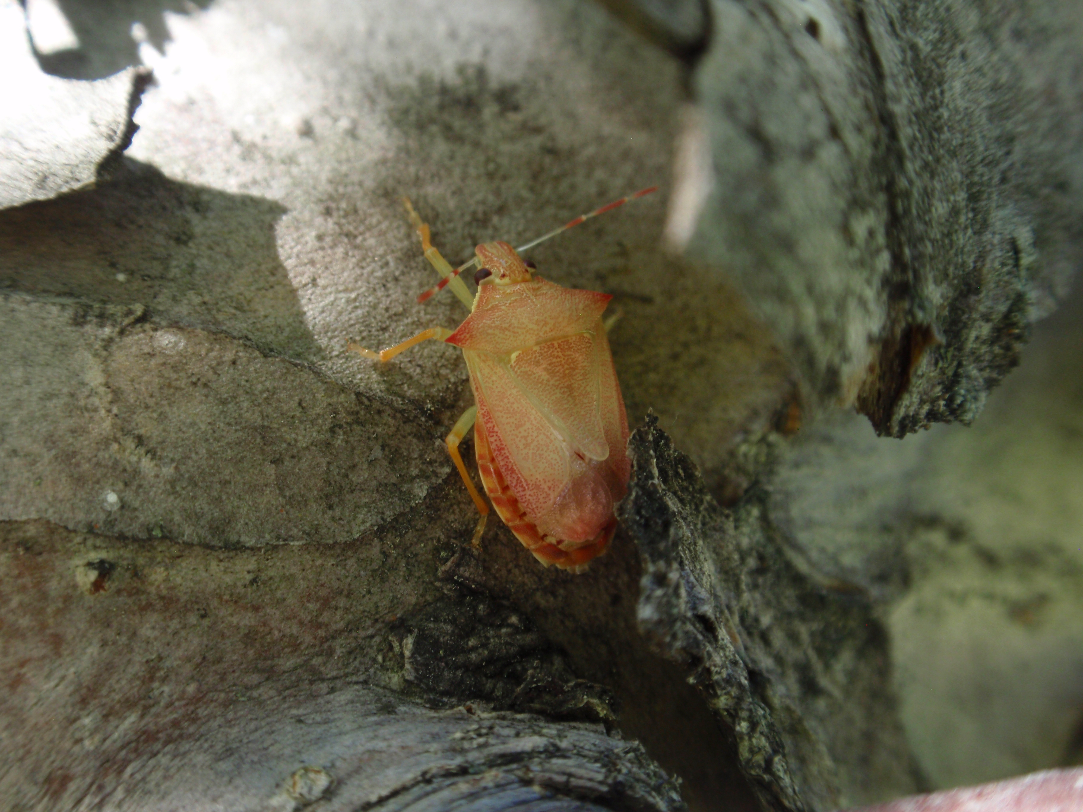 A recently molted stink bug.