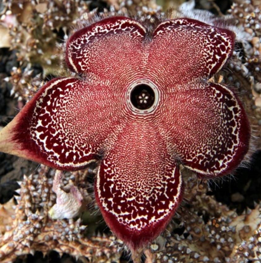 Starfish flower