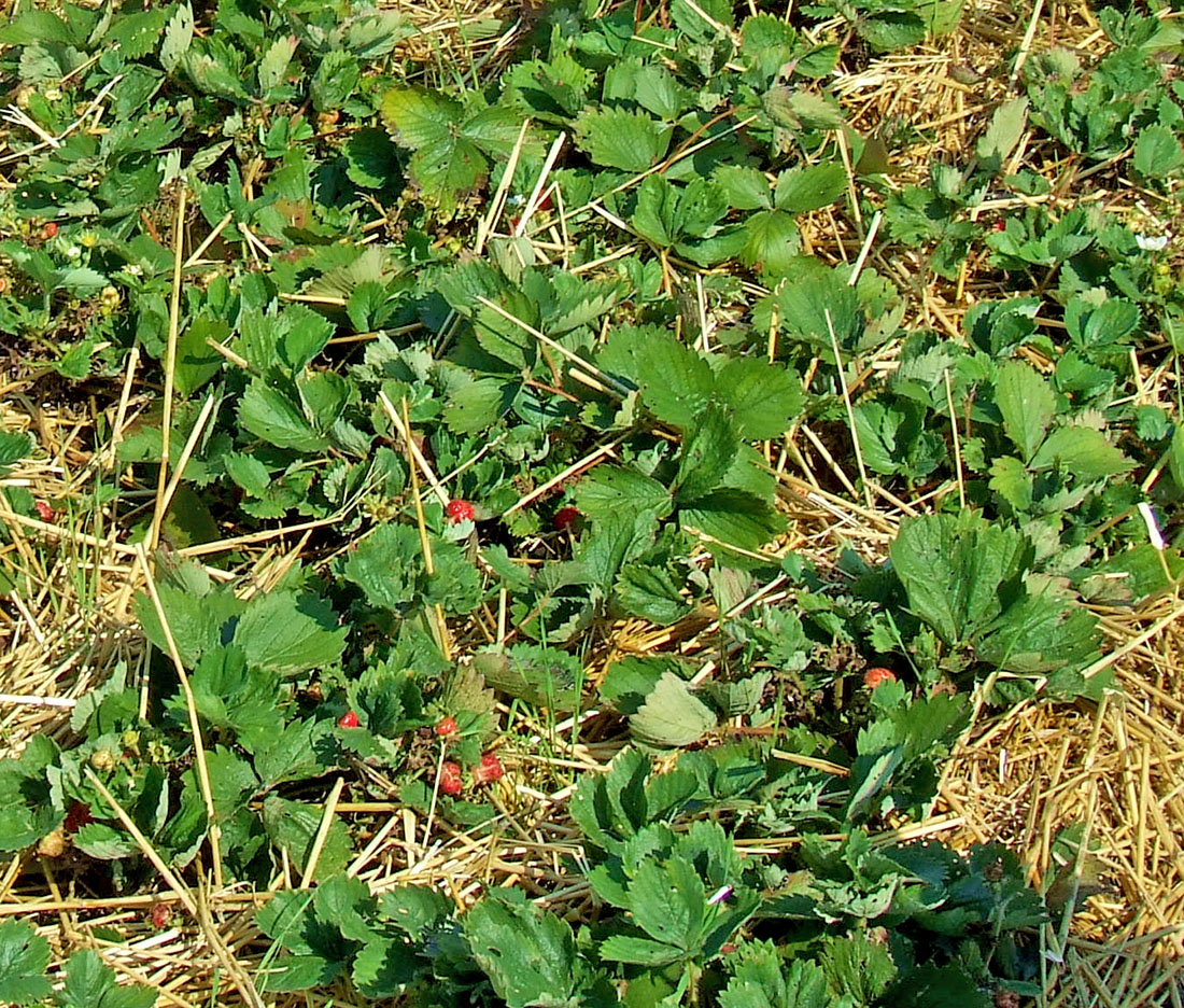 Straw as mulch