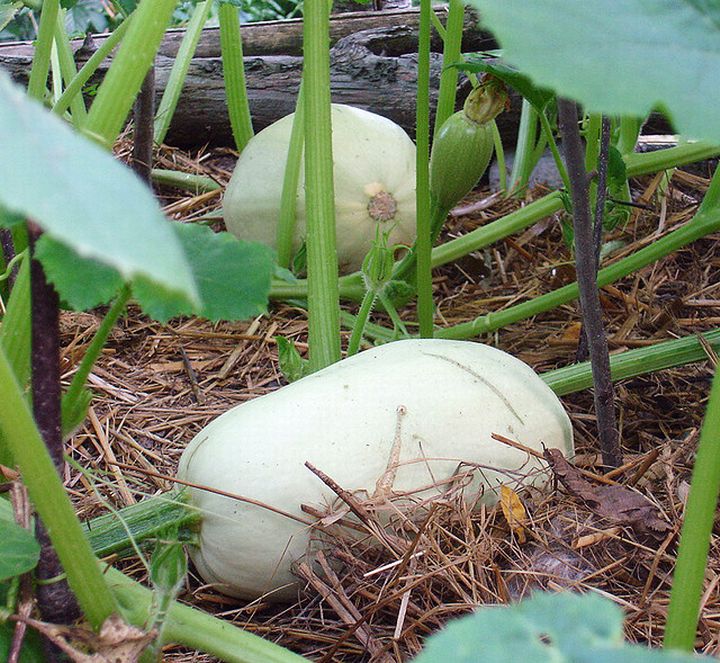 Mulch around vegetables