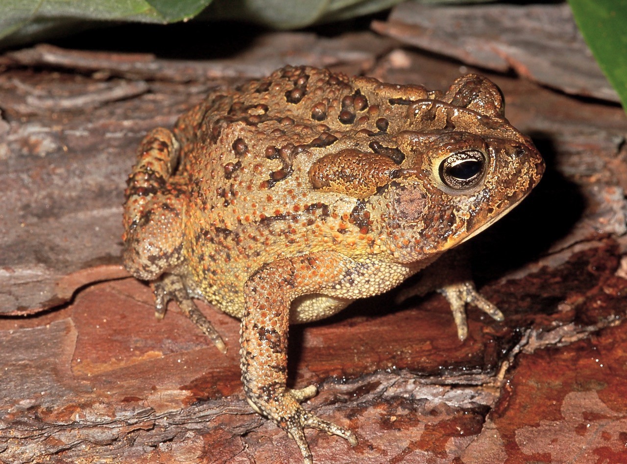 American toad