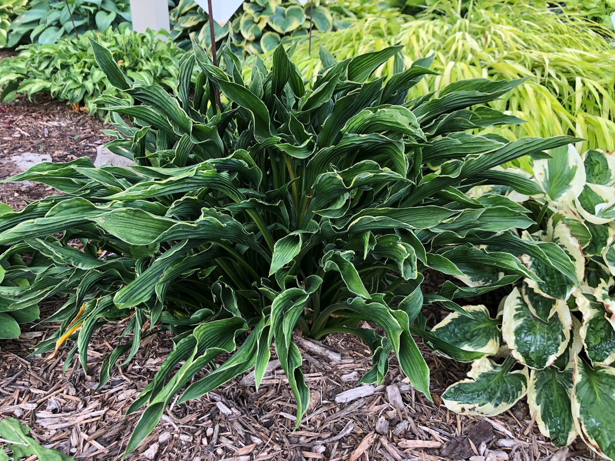 Hosta4