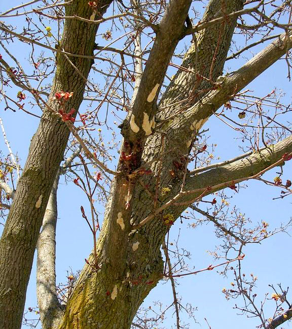 Egg masses are often laid on the underside of large branches