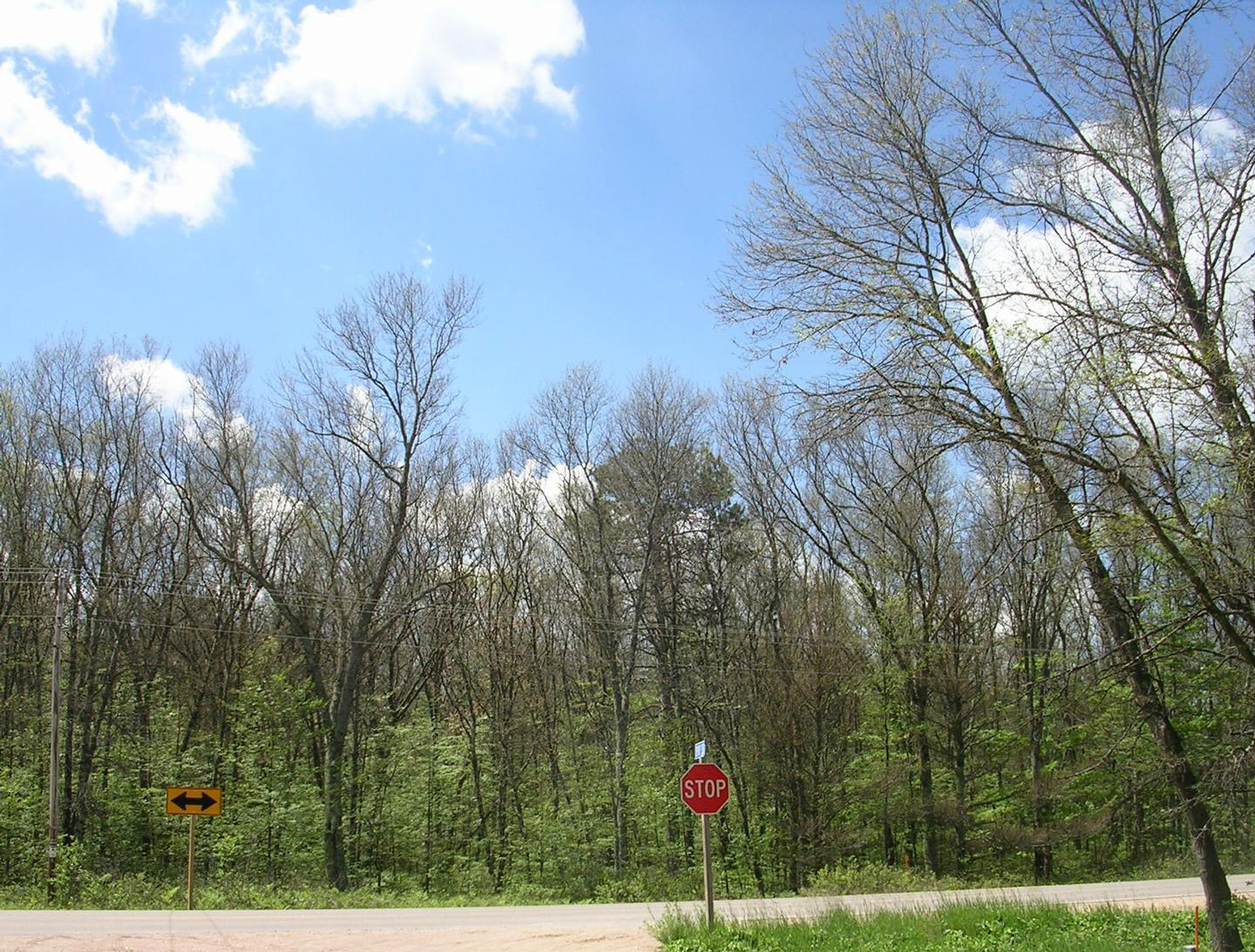 Defoliated trees