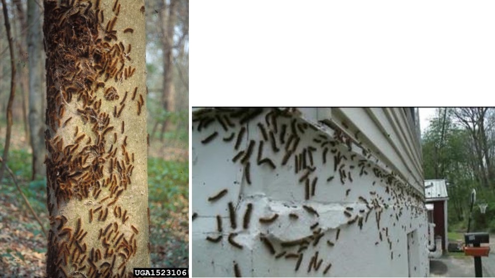 Caterpillars on a tree and a building.