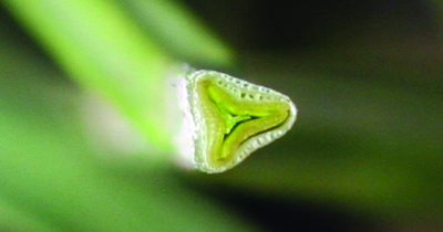 triangular stem of yellow nutsedge