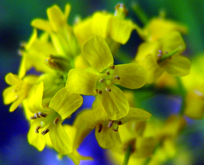 yellow rocket flowers